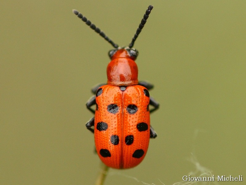 Crioceris duodecimpunctata : bellissimo Chrysomelidae !!!!